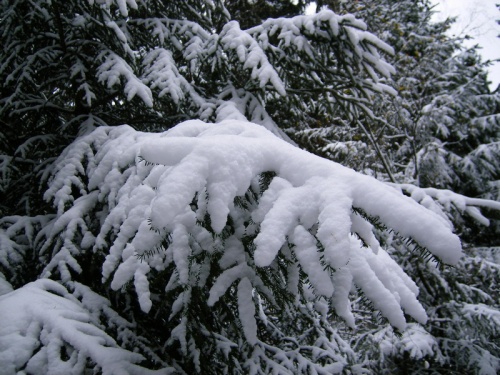 Снег на деревьях